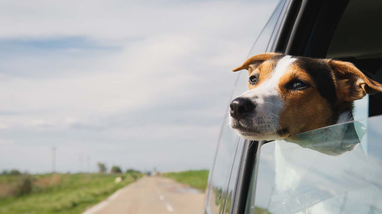 ¿Qué tan caliente se pone un auto en verano?